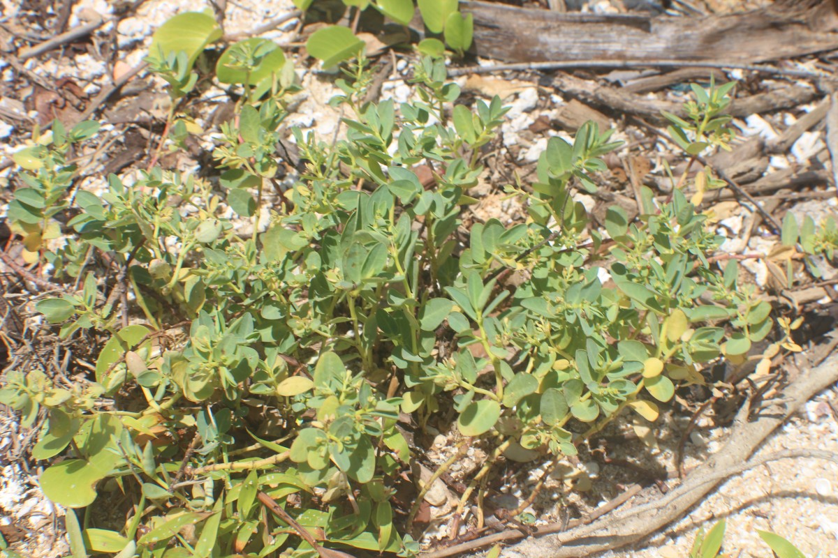 Euphorbia pallens Dillwyn